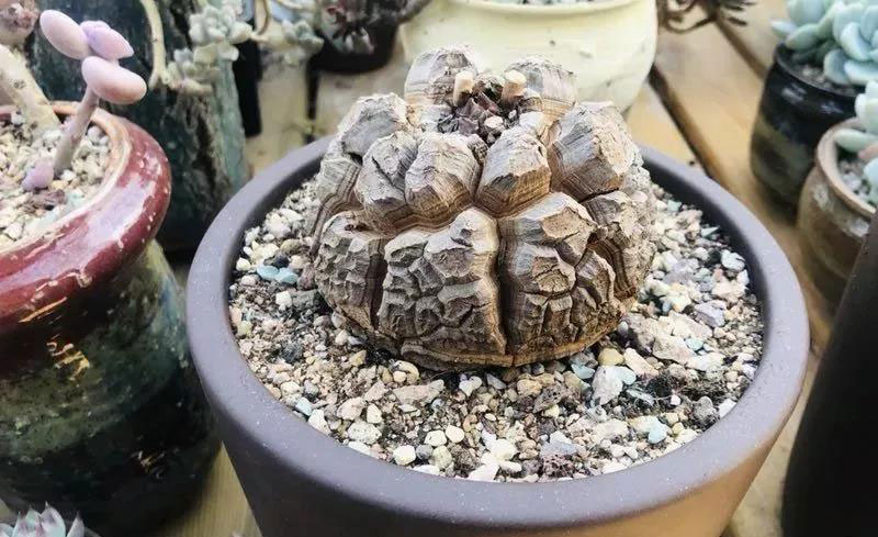 海上嘉年华主题乐园，“萌趣六一”多肉展