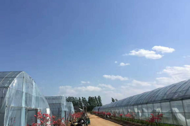 巨峰葡萄采摘乐
