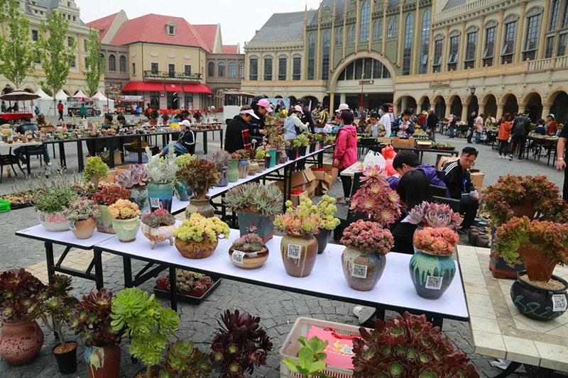 青岛红树林第三届多肉展即将开幕,1000份多肉免费送