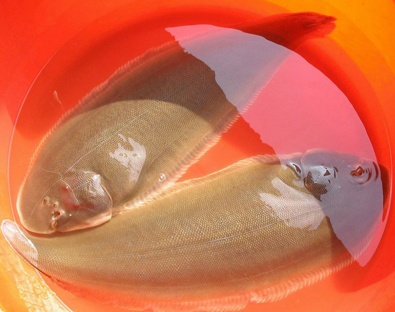 鳎米鱼属于海产品名贵鱼类,为底层海鱼,其肉质细嫩