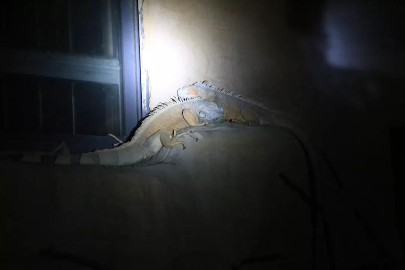 夜游动物世界，感受神秘而又刺激的动物奇妙夜！