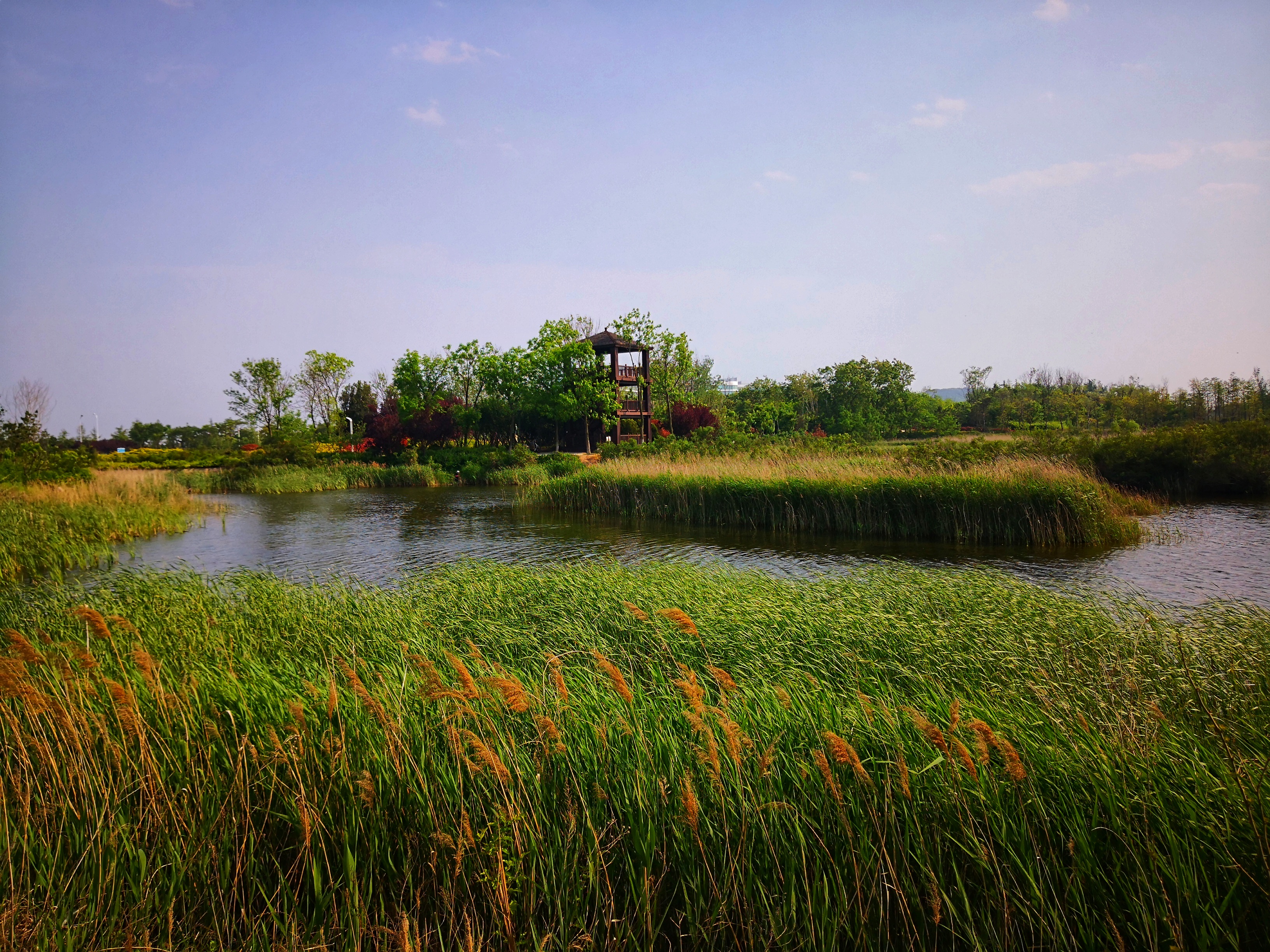 人工湿地两大类,唐岛湾湿地公园包括包括近海和海岸湿地,最先呈现西