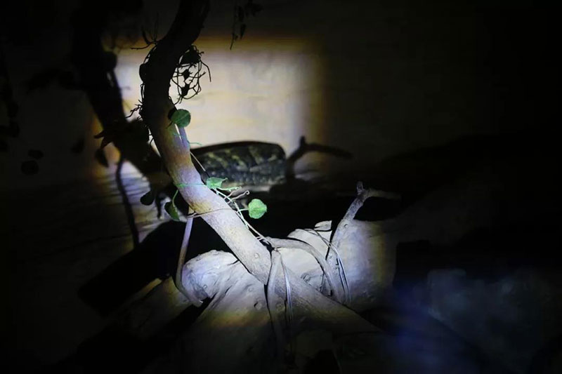 夜游动物世界，感受神秘而又刺激的动物奇妙夜！