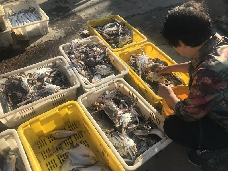 开海啦丨带你去积米崖渔人码头买刚上岸的海鲜