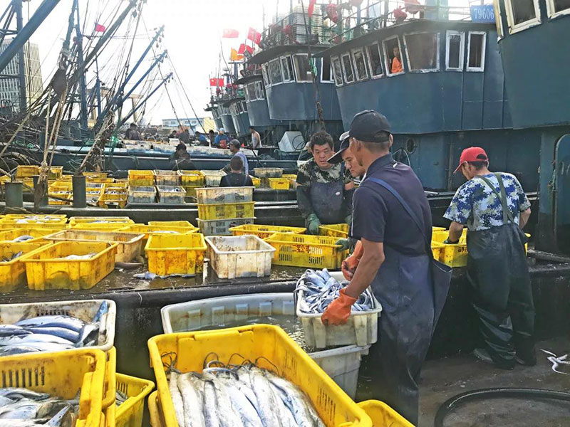 开海啦丨带你去积米崖渔人码头买刚上岸的海鲜