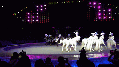 十一假期|动物世界大马戏来袭，感受惊险刺激的梦幻盛宴