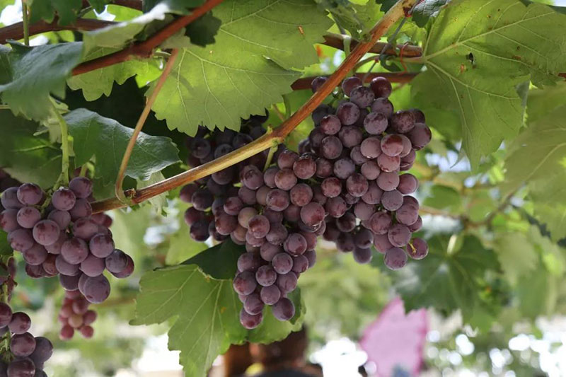 十一假期|动物世界大马戏来袭，感受惊险刺激的梦幻盛宴