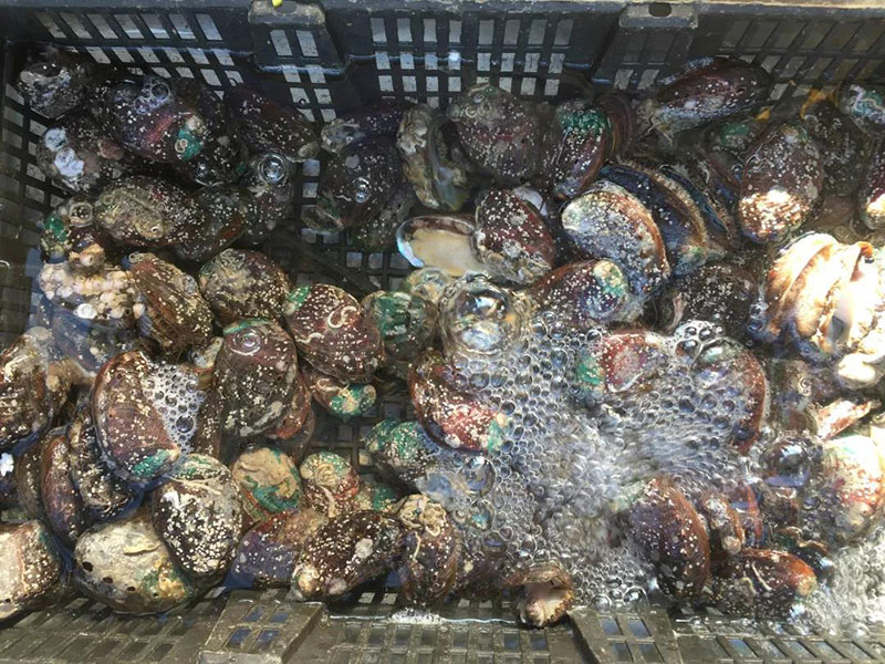 开海啦丨带你去积米崖渔人码头买刚上岸的海鲜
