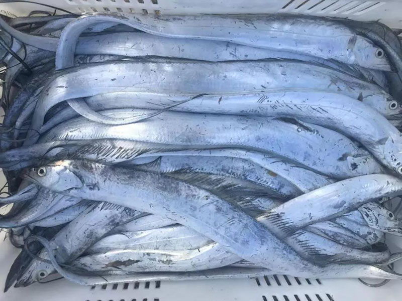 开海啦丨带你去积米崖渔人码头买刚上岸的海鲜