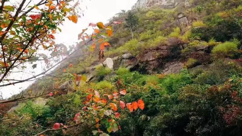 遇见金秋，感受缤纷色彩大珠山迎来秋季旅游高峰