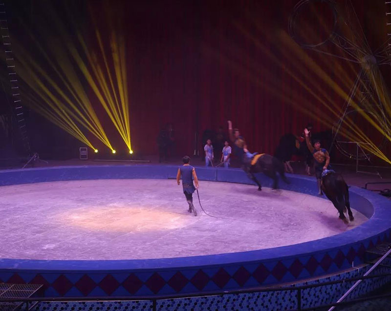 动物世界上新了表演场 | 肩上芭蕾、空中飞人~