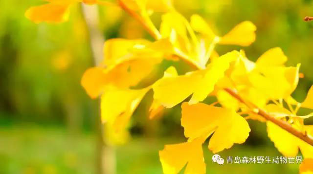 走进色彩青岛森林野生动物世界，带你看点不一样的风景！