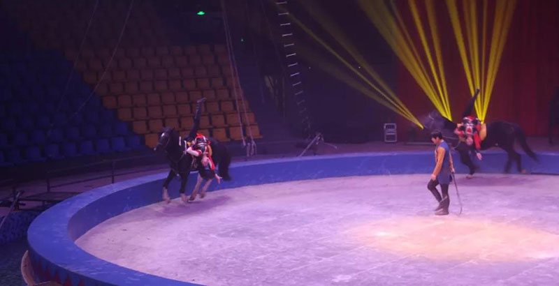 动物世界上新了表演场 | 肩上芭蕾、空中飞人~