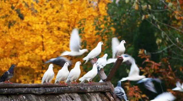 走进色彩青岛森林野生动物世界，带你看点不一样的风景！