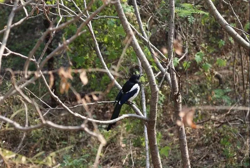 走进色彩青岛森林野生动物世界，带你看点不一样的风景！