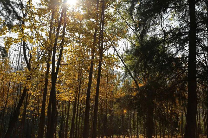 走进色彩青岛森林野生动物世界，带你看点不一样的风景！