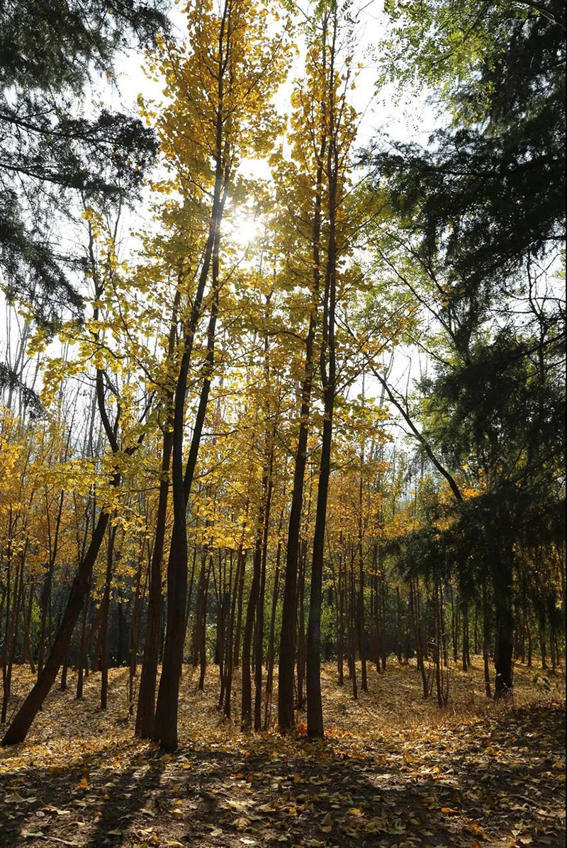 走进色彩青岛森林野生动物世界，带你看点不一样的风景！