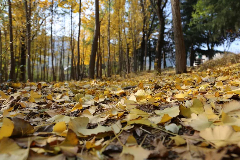 走进色彩青岛森林野生动物世界，带你看点不一样的风景！