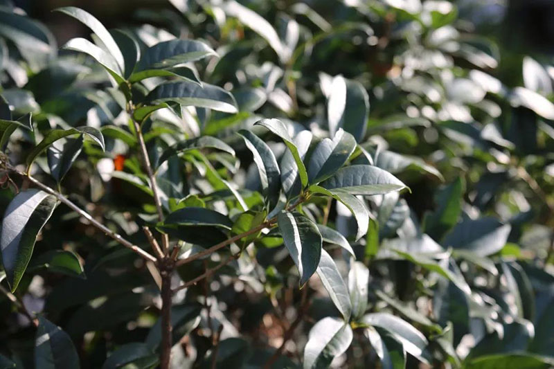 走进色彩青岛森林野生动物世界，带你看点不一样的风景！