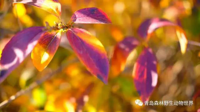 走进色彩青岛森林野生动物世界，带你看点不一样的风景！