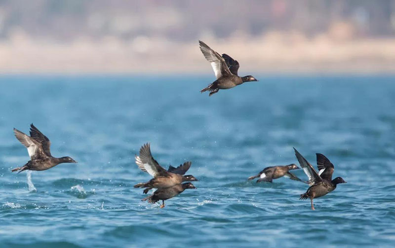 惊喜！43只斑脸海番鸭集体现身唐岛湾景区！