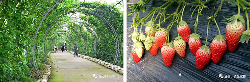 张家楼草莓采摘季即将来临，冬日里的一场草莓盛宴，不容错过！
