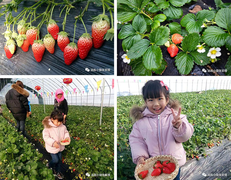 张家楼草莓采摘季即将来临，冬日里的一场草莓盛宴，不容错过！