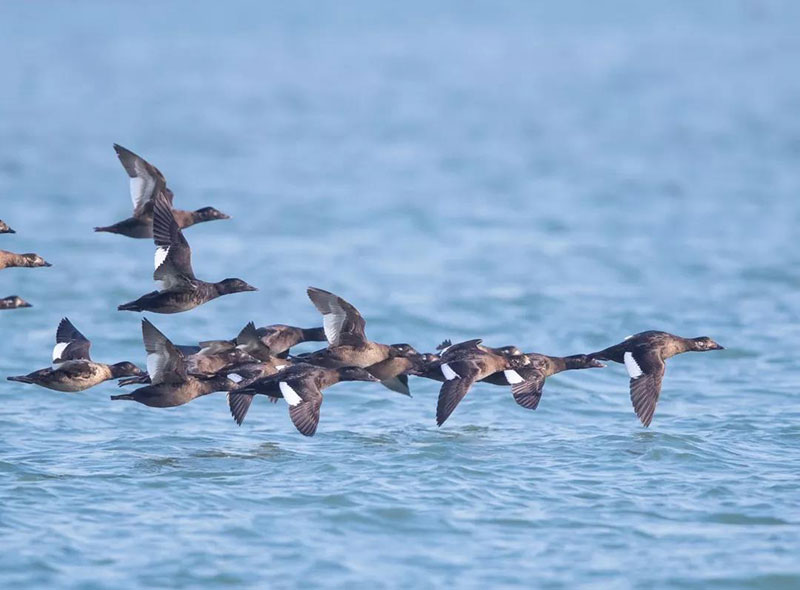 惊喜！43只斑脸海番鸭集体现身唐岛湾景区！