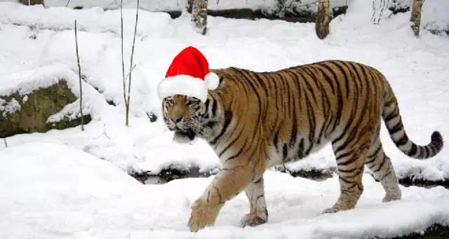 这个圣诞节，动物世界·萌宠陪你过~