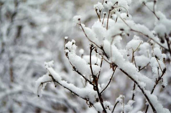 小珠山|雪后开园，坐看青枝变琼枝