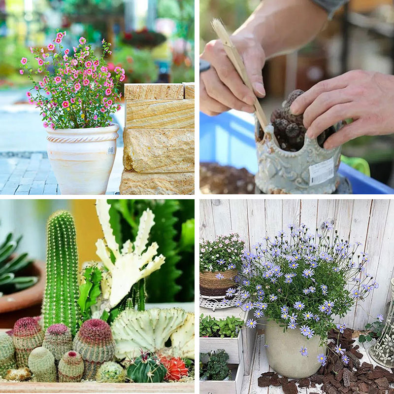 花花世界，“淘”你所爱！线上淘花节活动重磅来袭！