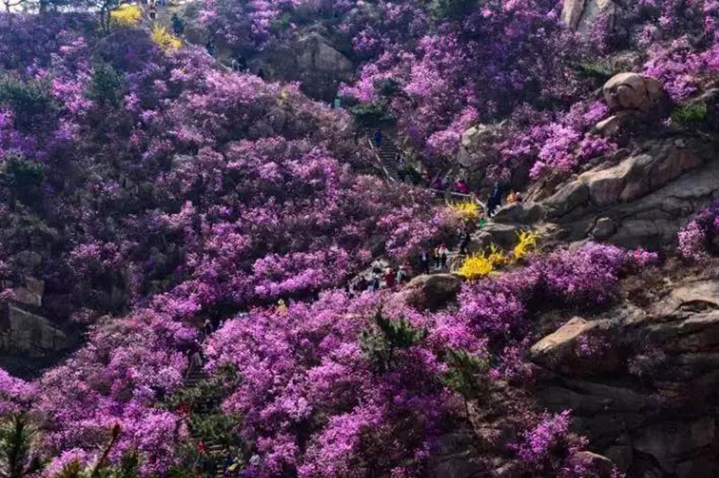 春天赏花去哪里？青岛西海岸十大赏花地你去过几个？