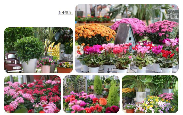 花花世界，“淘”你所爱！线上淘花节活动重磅来袭！