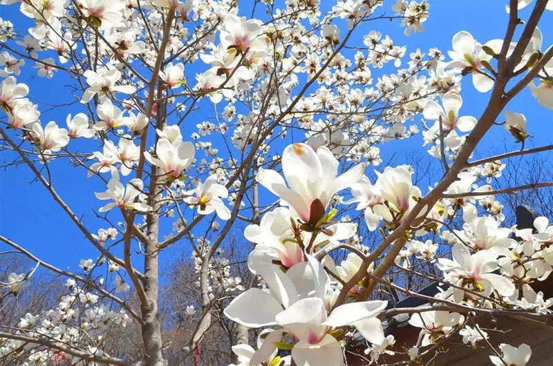 春天赏花去哪里？青岛西海岸十大赏花地你去过几个？