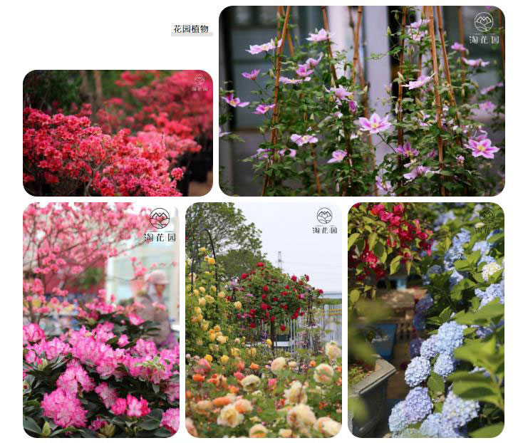 花花世界，“淘”你所爱！线上淘花节活动重磅来袭！