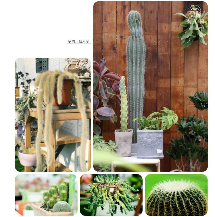 花花世界，“淘”你所爱！线上淘花节活动重磅来袭！