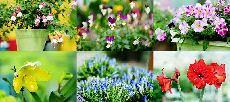 花花世界，“淘”你所爱！线上淘花节活动重磅来袭！