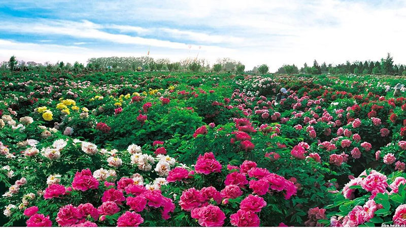 春天赏花去哪里？青岛西海岸十大赏花地你去过几个？