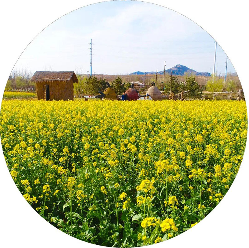 春暖油菜花开！ 赏花踏春与您相约西海岸生态观光园！