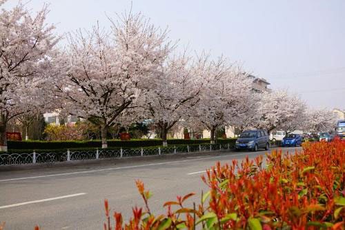 来青岛旅游，在春天以花为媒，遇见最美西海岸