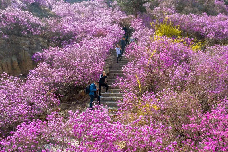 好久不见！大珠山的杜鹃花，要预约了！