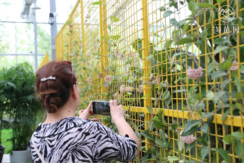 花花世界，“淘”你所爱！线上淘花节活动重磅来袭！