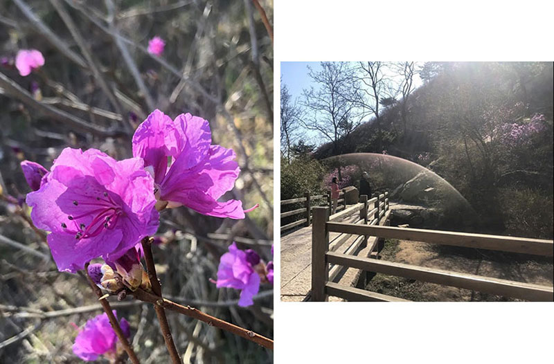 春游正当时，大珠山景区3月22日实时花况