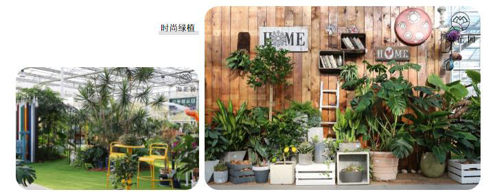 花花世界，“淘”你所爱！线上淘花节活动重磅来袭！