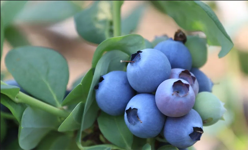 西海岸春季采摘开启，宝山新鲜蓝莓等你来撩！