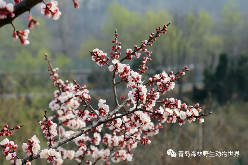 春暖花开，让我们共赴动物世界，享受“氧吧”之旅！
