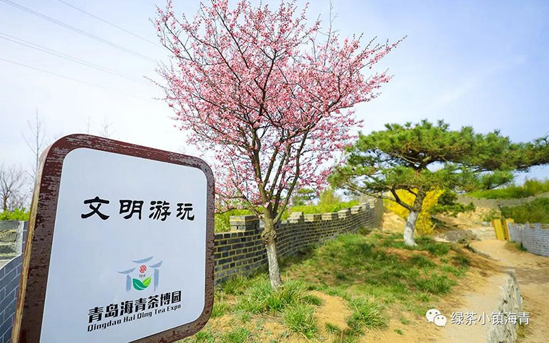 茶乡春色！小镇入春，海青美出新高度！