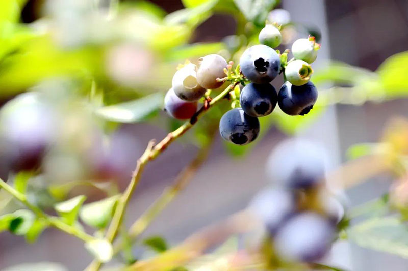 宝山蓝莓采摘季来啦！吃蓝莓鲜果、品蓝莓美食，惊喜无限，不容错过！