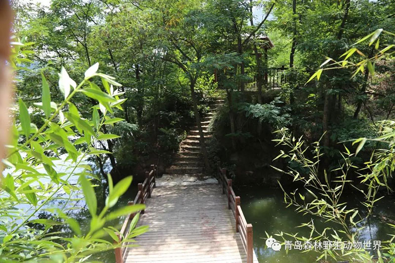 春暖花开，让我们共赴动物世界，享受“氧吧”之旅！