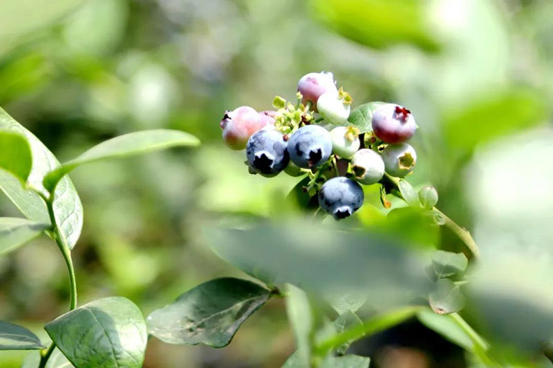 宝山蓝莓采摘季来啦！吃蓝莓鲜果、品蓝莓美食，惊喜无限，不容错过！